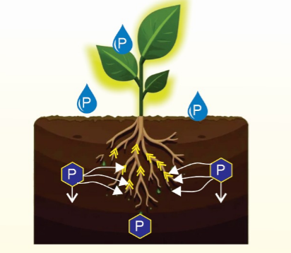 All The Phosphorous is delivered as Polyphosphoric Acid Derivaties