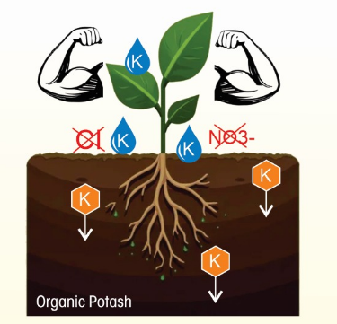 Potassium (K) is in Organic form as Carboxylate